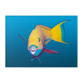 Parrotfish Close-up! Gradient blue background |  Acrylic Print