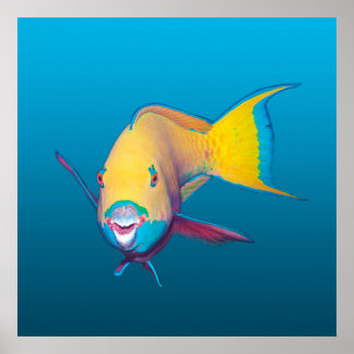 Parrotfish Close-up! Gradient blue background |  Poster