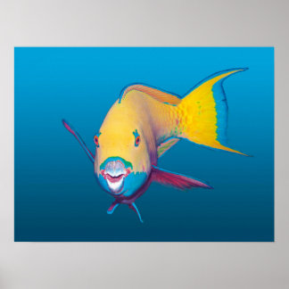 Parrotfish Close-up! Gradient blue background |  Poster
