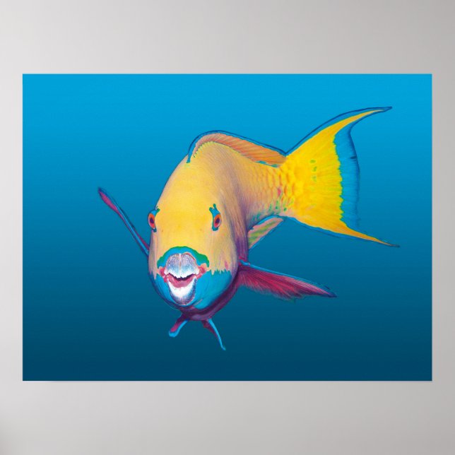 Parrotfish Close-up! Gradient blue background |  Poster (Front)