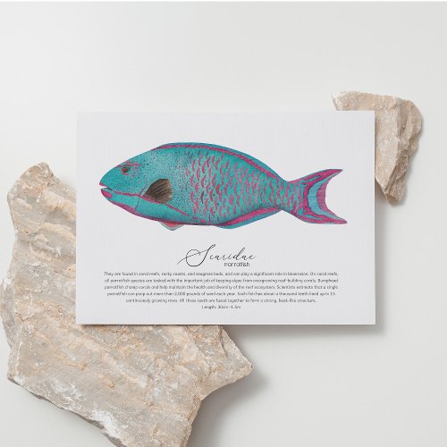 Parrotfish Postcard