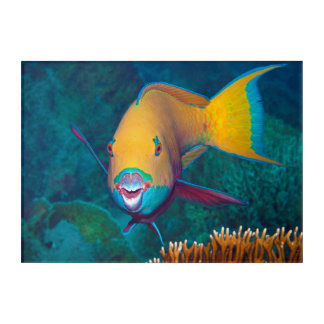 Parrotfish - Striking Make-Up! Colorful photo |  Acrylic Print