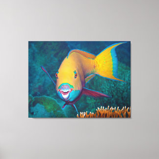 Parrotfish - Striking Make-Up! Colorful photo |  Canvas Print