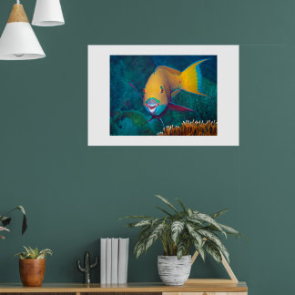 Parrotfish - Striking Make-Up! Colorful photo |  Poster