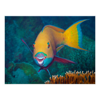 Parrotfish - Striking Make-Up! Colorful photo |  Poster