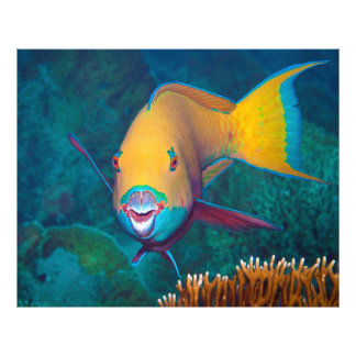 Parrotfish - Striking Make-Up! Colorful photo |  Print