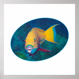 Parrotfish Underwaterphoto - Photographic design | Poster