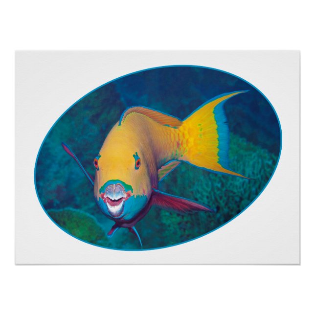 Parrotfish Underwaterphoto - Photographic design | Poster (Front)