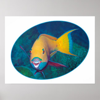 Parrotfish Underwaterphoto - Photographic design | Poster