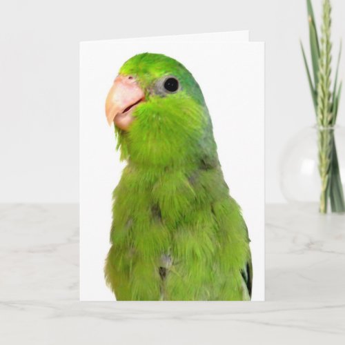 Parrotlet Bird Missing You greeting sympathy card
