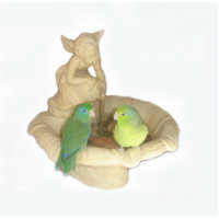 Parrotlet Pair