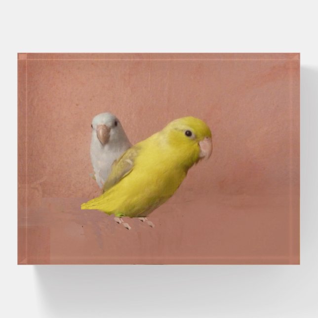 Parrotlet Paperweight (Front)