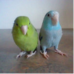 Parrotlet Sculpture<br><div class="desc">A sculpture of our two parrotlets,  Kiwi and Ocean.</div>