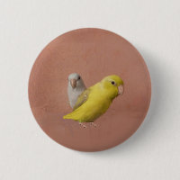 Parrotlets