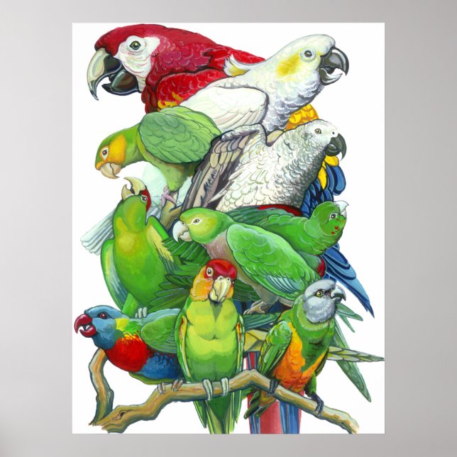 Parrots and Parakeets Print (Front)