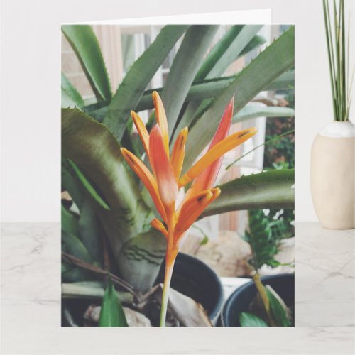 Parrots Beak Heliconia Perennial Herb Greeting Card