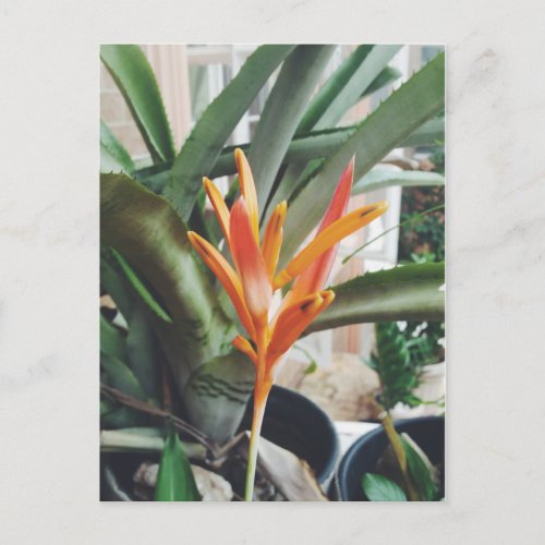 Parrots Beak Heliconia Perennial Herb Holiday Postcard