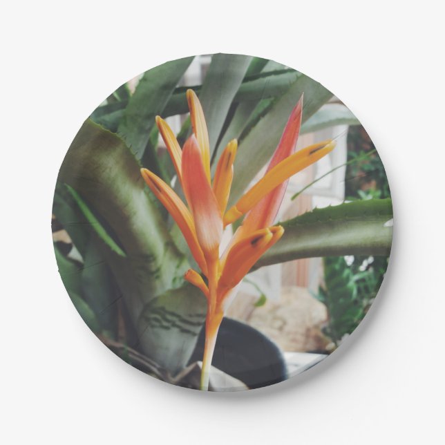Parrot's Beak Heliconia Perennial Herb Paper Plates (Front)