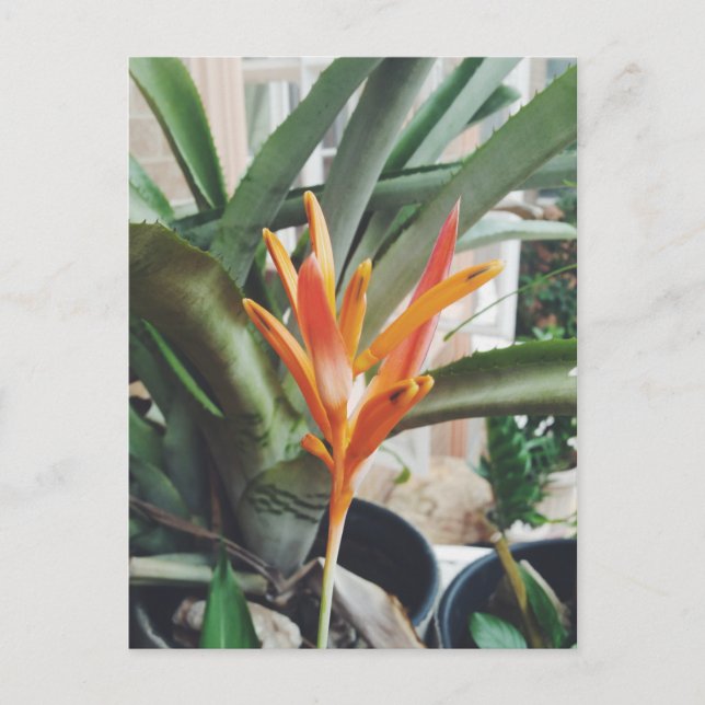 Parrot's Beak Heliconia Perennial Herb Postcard (Front)