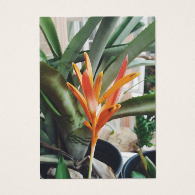 Parrots Beak Heliconia Perennial Herb Profile Card (Front)