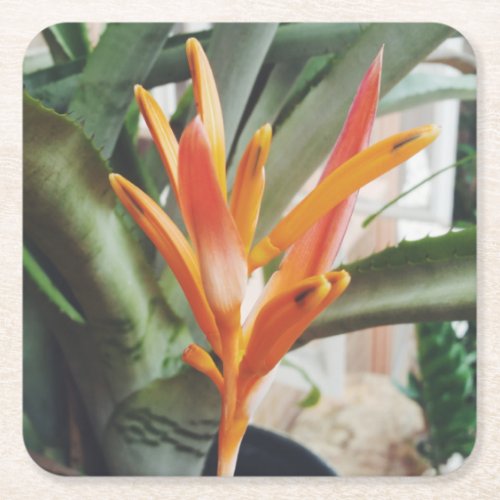 Parrots Beak Heliconia Perennial Herb Square Paper Coaster