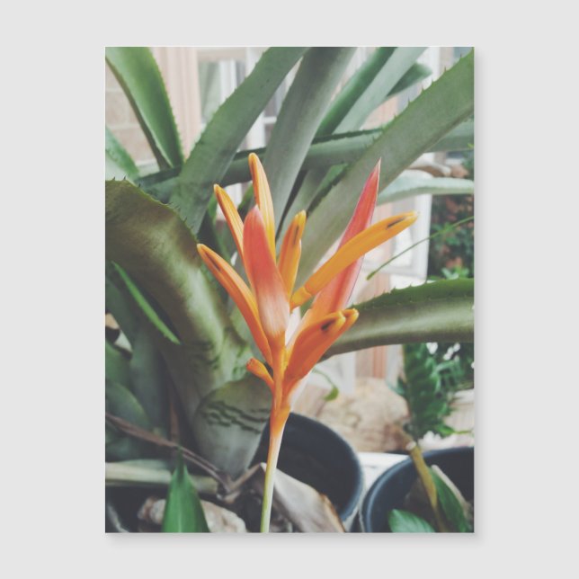 Parrots Beak Heliconia Perennial HerbMagnetic Card (Front)