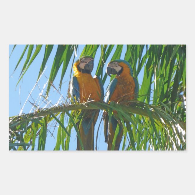Parrots- Blue and Gold Macaws Rectangular Sticker (Front)