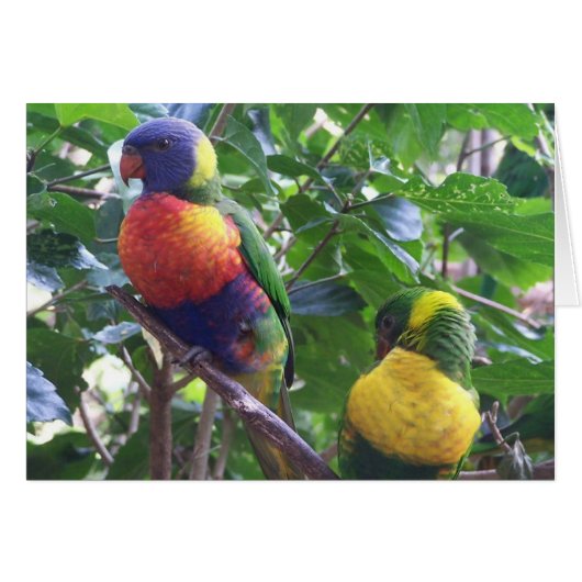 Parrots Card (Front Horizontal)