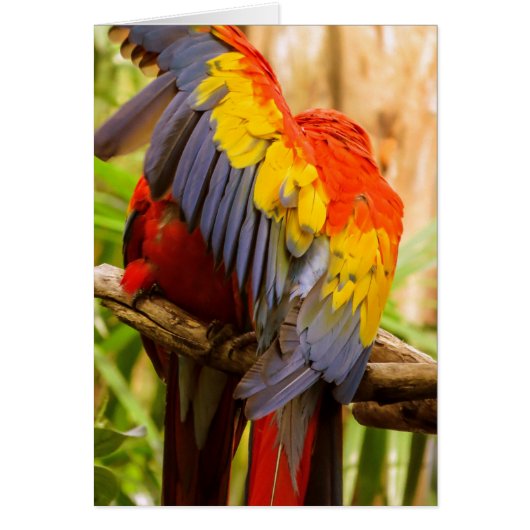 Parrots Do not disturb! Scarlet Macaw Cards (Front)
