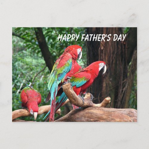 Parrots Happy Fathers Day Postcard