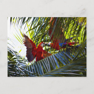 Parrots in Palm Trees Postcard