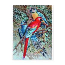 Parrots macaw wild birds colorful painting