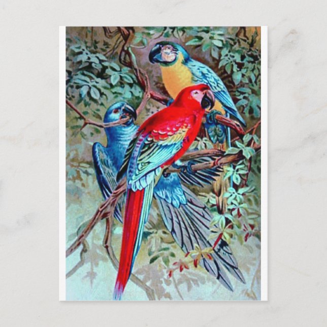 Parrots macaw wild birds colorful painting postcard (Front)