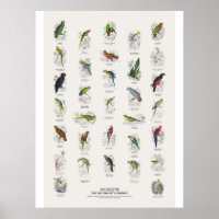 Parrots - Naturalist's Library