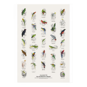 Parrots - Naturalist's Library Poster