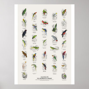 Parrots - Naturalist's Library Poster