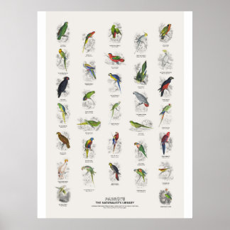 Parrots - Naturalist's Library Poster
