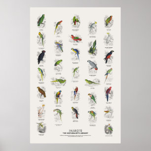 Parrots - Naturalist's Library Poster