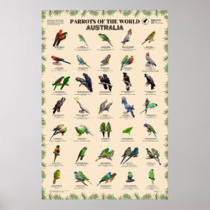Parrots of the world – Australia Poster
