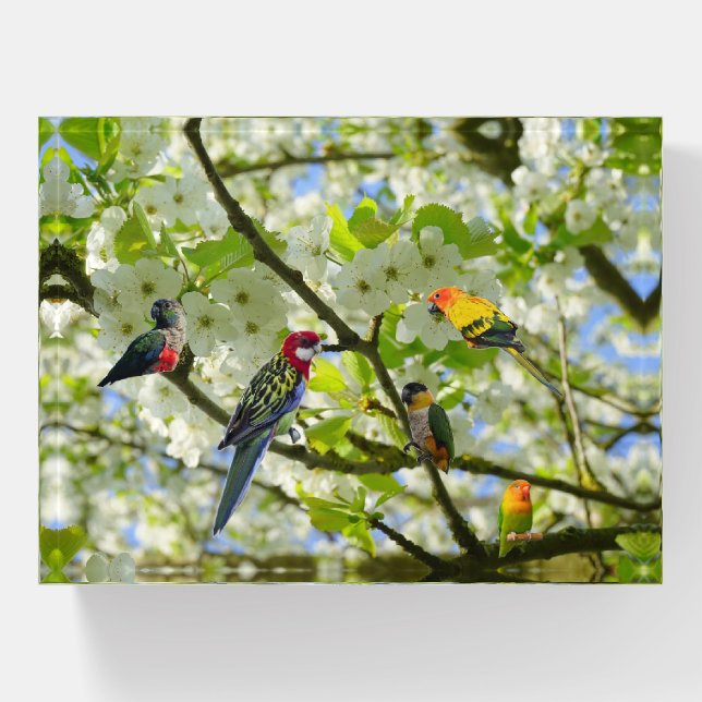 Parrots Paperweight (Front)