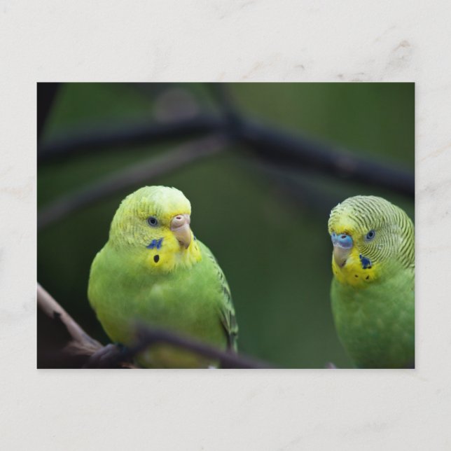 Parrots Postcard (Front)