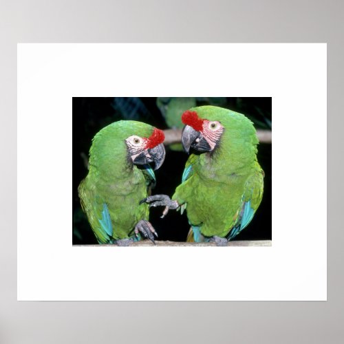 Parrots Poster