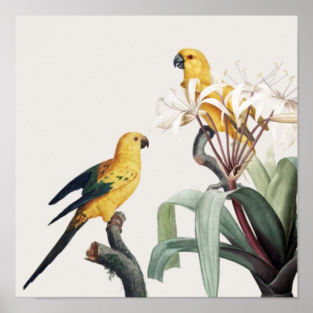 Parrots Poster (Front)