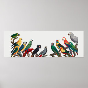Parrots Poster