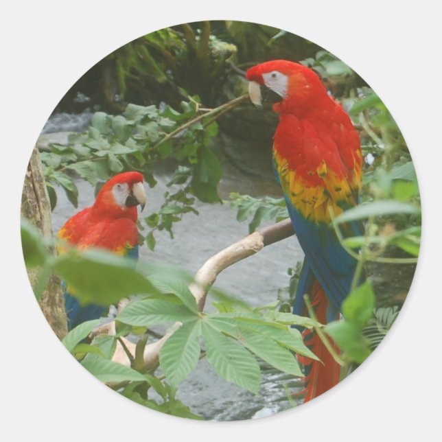 Parrots - scarlette macaw stickers (Front)