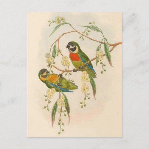 Parrots Vintage Bird Illustration Bohemian Post Postcard