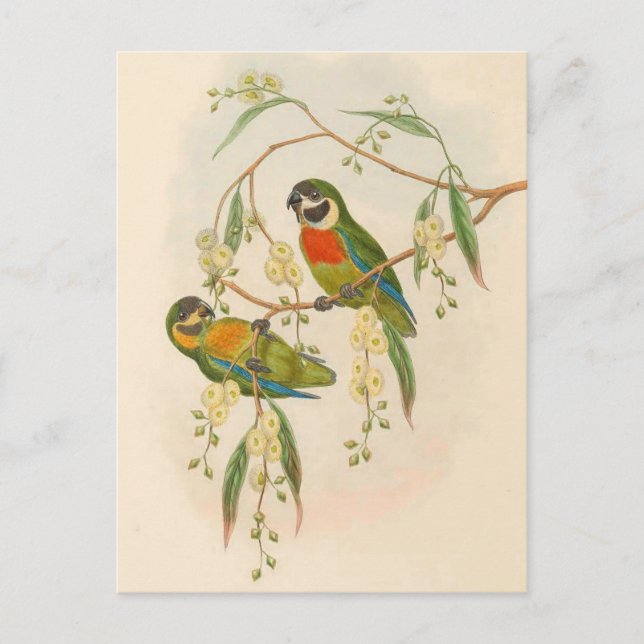 Parrots, Vintage, Bird Illustration, Bohemian Post Postcard (Front)