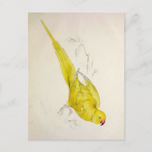 Parrots Vintage Bird Illustration Bohemian Postcard