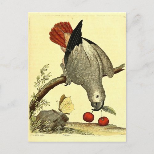 Parrots Vintage Bird Illustration Bohemian Postcard