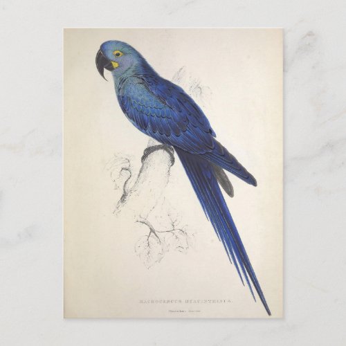 Parrots Vintage Bird Illustration Bohemian Postcard